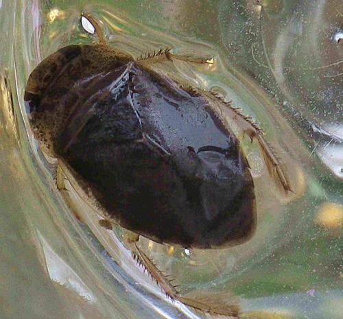Réf. 314 552 : Ilyocoris cimicoides